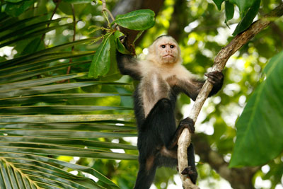Adventures by Disney Costa Rica Monkey